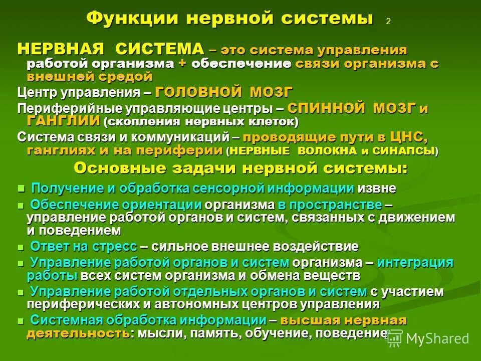 Функции нервной системы. Функции не-вной системы. Основные функции нервной системы человека. Назовите основные функции нервной системы..