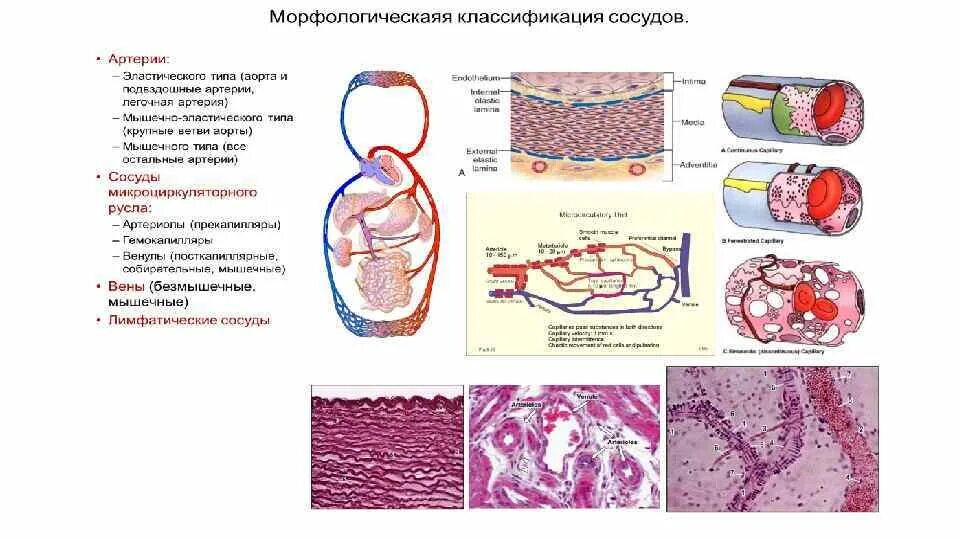 Мышечный слой артерий и вен. Сосуды сосудов гистология. Артерии вены капилляры препарат. Расстройство крово и лимфообращения патанатомия животных. Классификация артерий гистология.