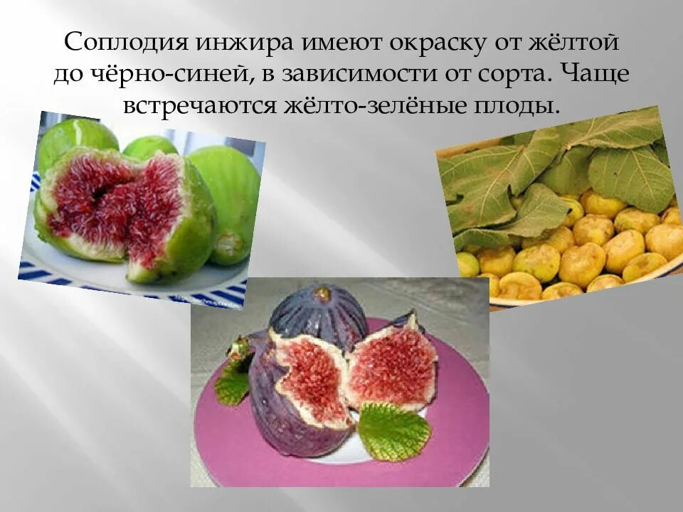 Как появляется инжир. Соплодие инжира. плод инжира классификация. инжир женские и мужские плоды. сообщение о инжире.