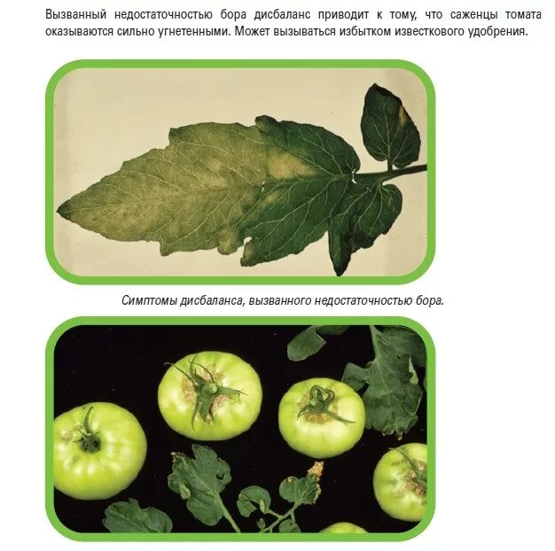 Дефицит микроэлементов у растений. Недостаток элементов в томатах. Избыток микроэлементов у растений. Недостаток элементов питания у растений.