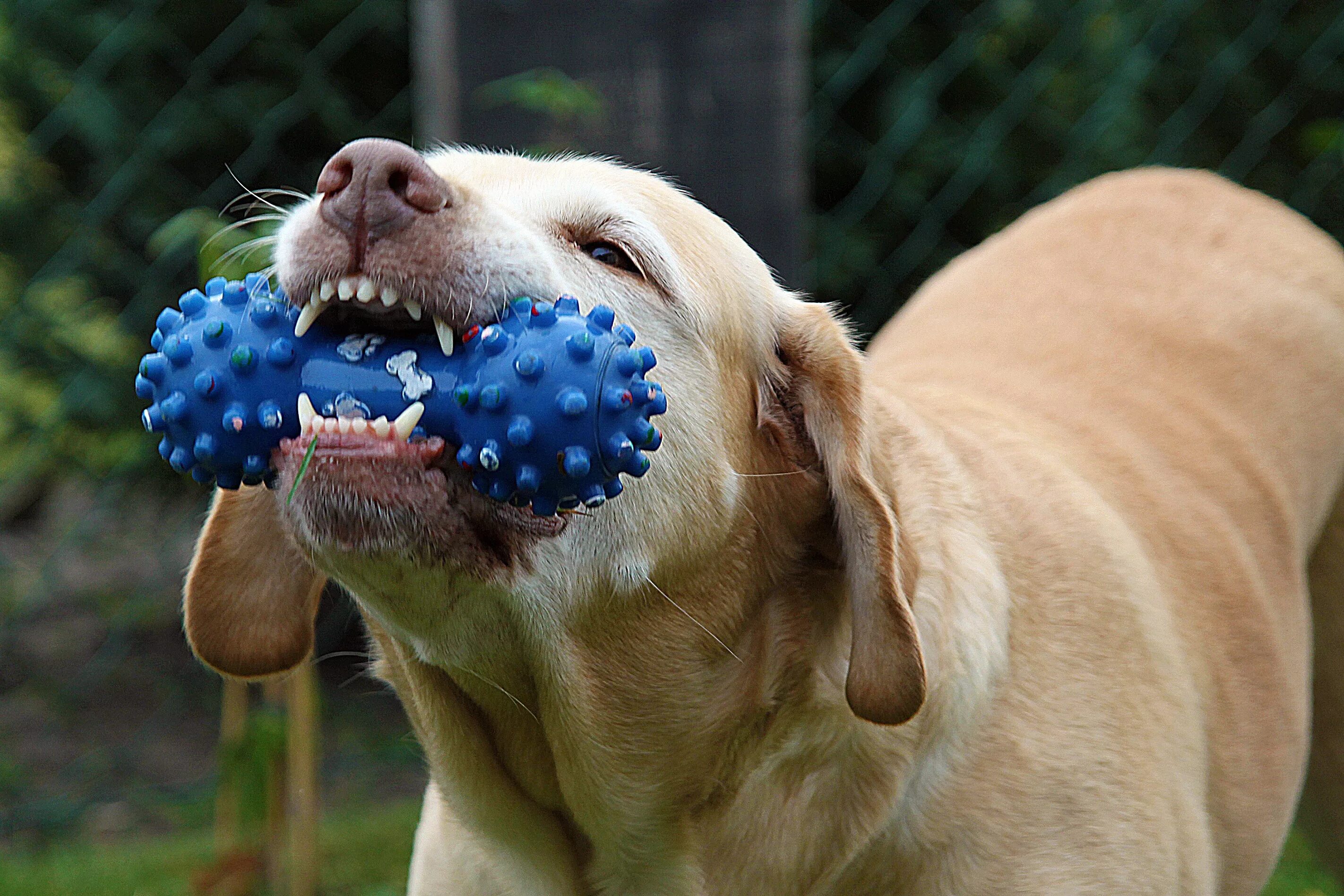 Собака с мячиком в зубах. Собака с косточкой в зубах. Собака с игрушкой во рту. Почему грызут кости