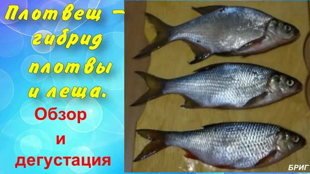 Нибиру превратит Россию в ферму мутантов: В Приморье поймали первую форель-людое