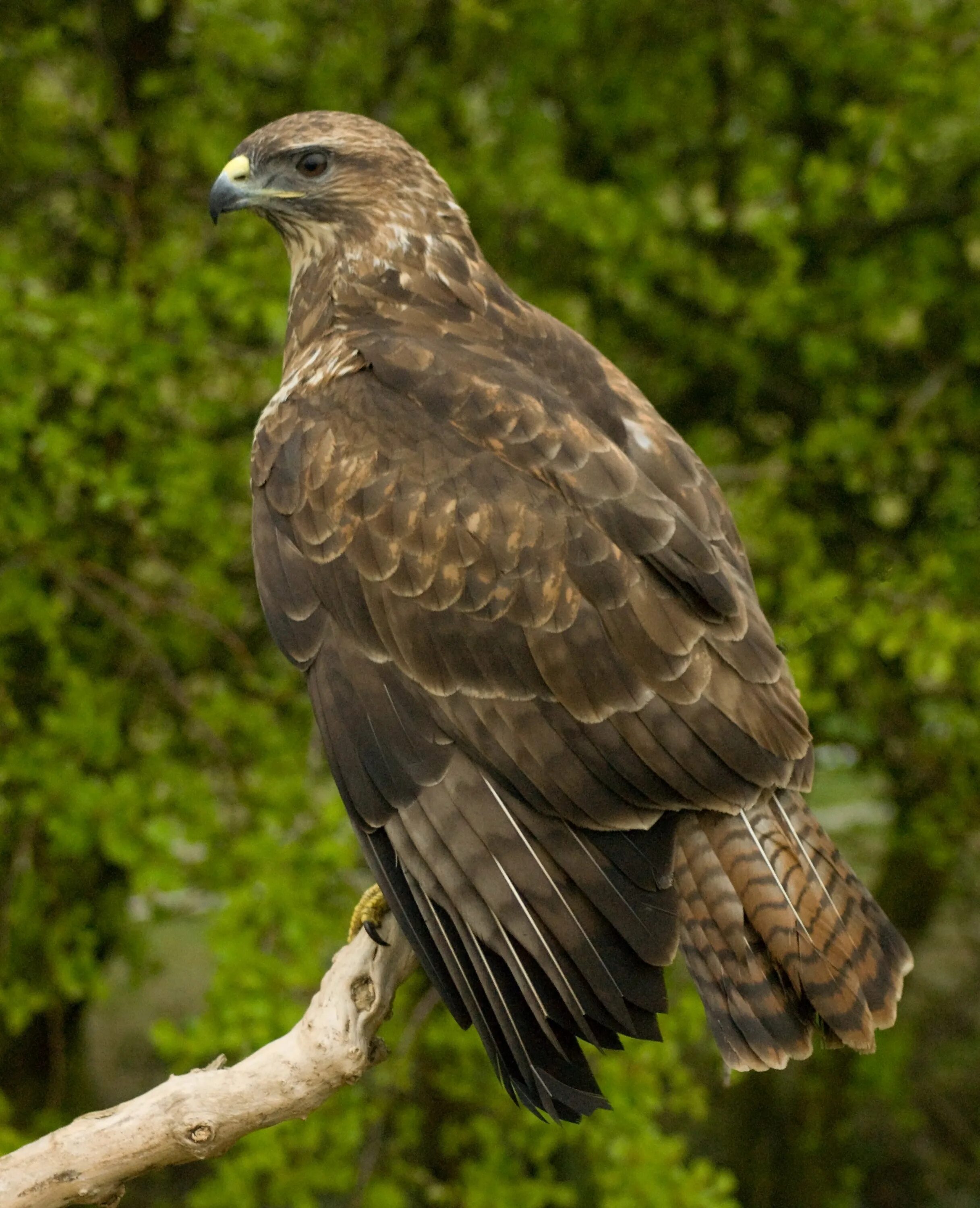 Канюк Сарыч обыкновенный. Обыкновенный канюк Buteo Buteo. Лунь канюк тетеревятник. Ястреб канюк Орел