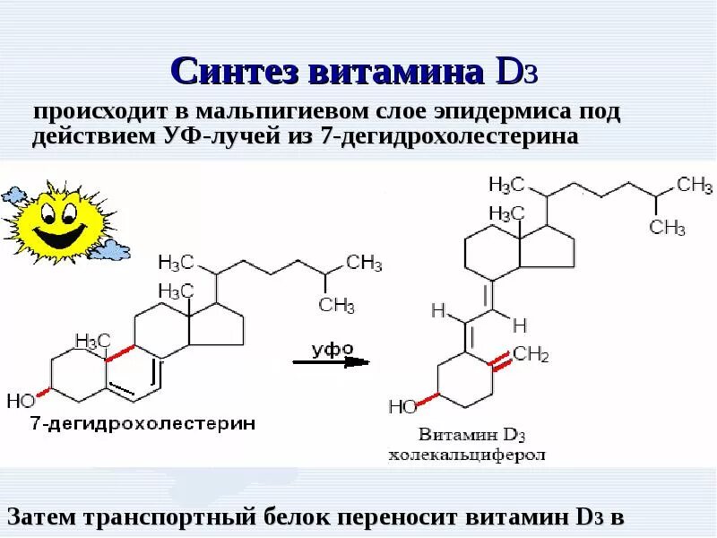 Синтез витаминов в коже. Синтез витамина д3 из холестерина биохимия. Образование витамина д3 из холестерола. Синтез витамина д3 из холестерола. Реакция синтеза витамина д3.