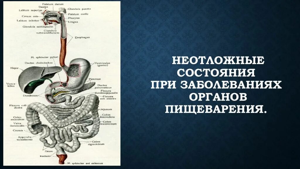 Патологические симптомы при заболеваниях органов пищеварения. Неотложные состояния при заболеваниях органов пищеварения. Болезни органов пищеварительной системы. Клинические проявления заболевания органов пищеварения.