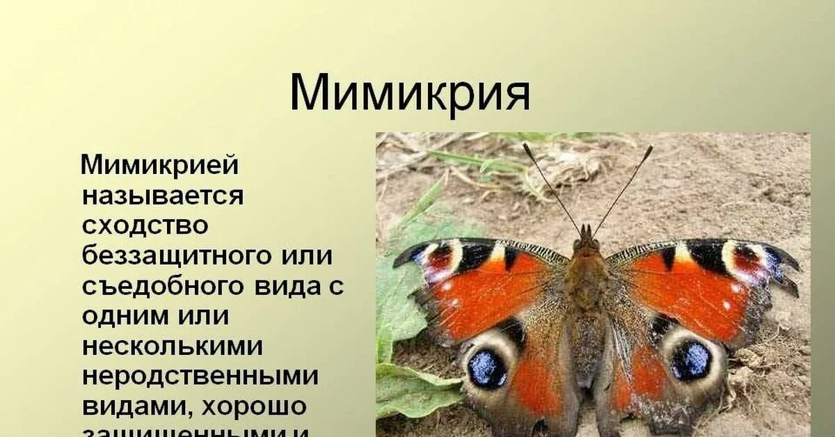 Примеры мимикрии у животных. Мимикрия. Мимикрия бабочек. Защитная окраска животных. Мимикрирующая окраска.