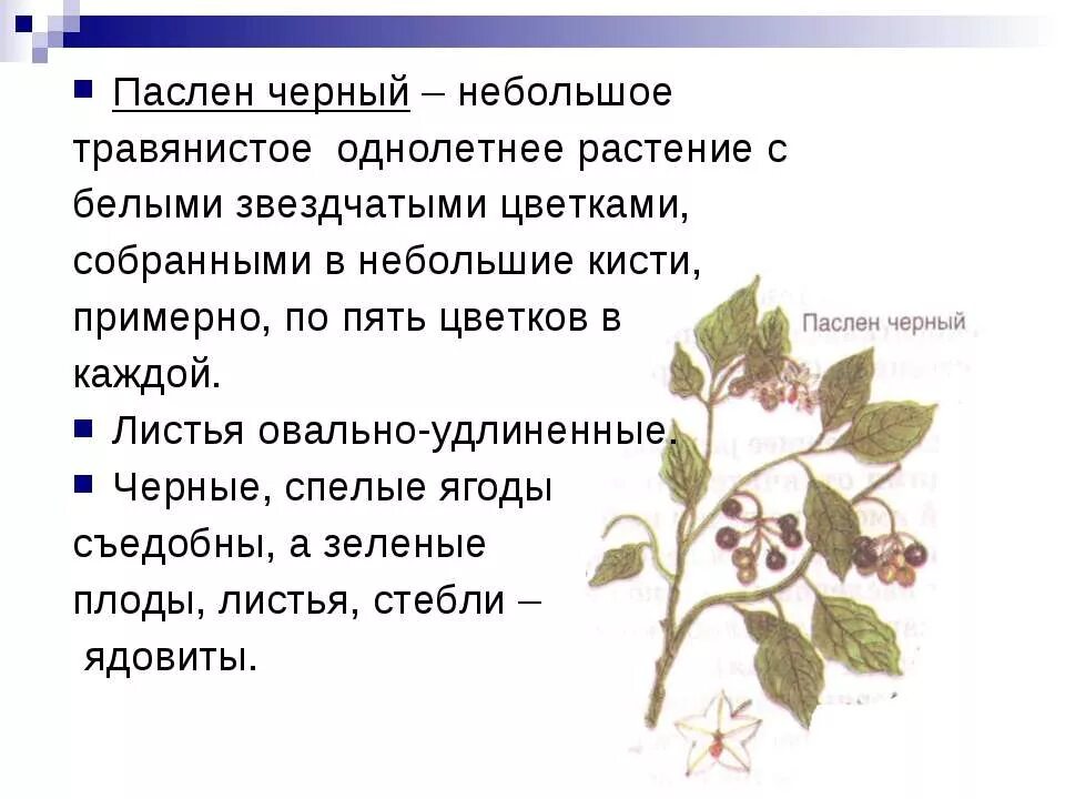 Рассмотрите изображение растений филлофора паслен. Паслён чёрный. паслен черный строение. особенности строения паслена черного. паслен черный описание.