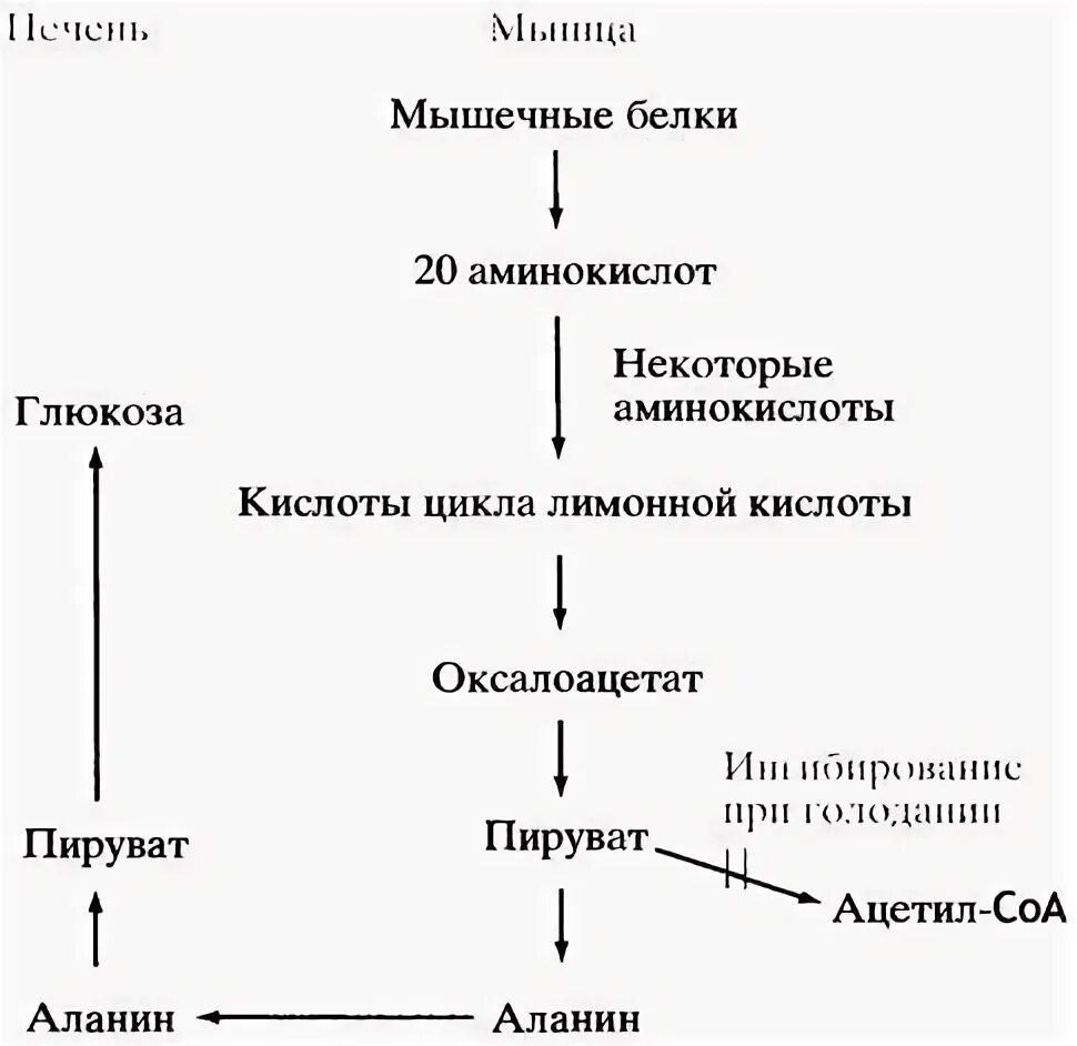 Образование глюкозы из белков