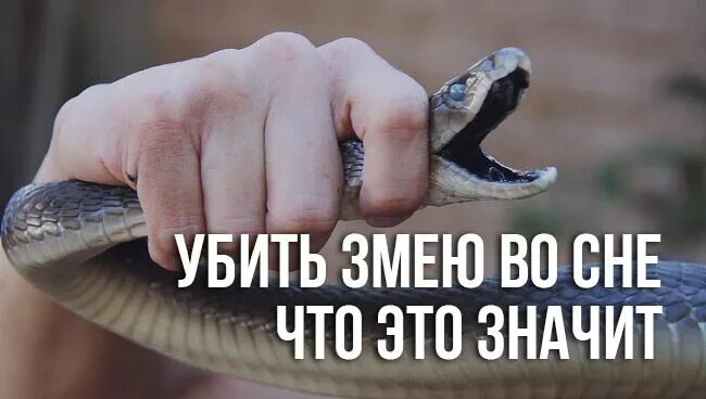 Что означает во сне убитая змея