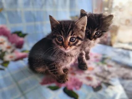 Котята в добрые в армавире