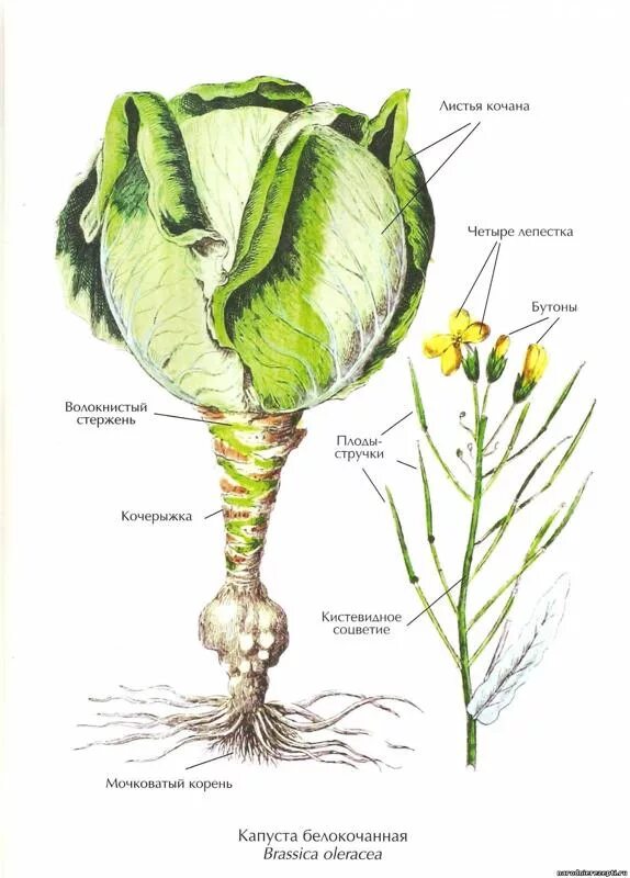 Корневая капуста. Капуста белокачаннаястроение. Корневая система капусты белокочанной. Капуста белокочанная цветок строение. Плод крестоцветного растения капусты огородной.