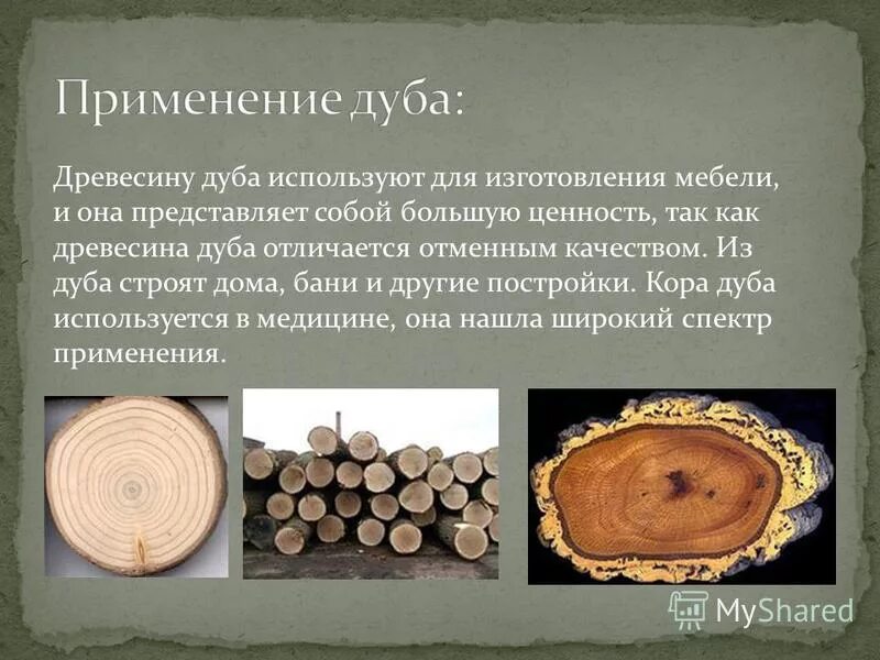 Как можно использовать деревья. Информация о древесине. Древесина используется. Где используется древесина. Дуб древесина.