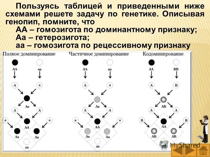 Гомозигота это в генетике