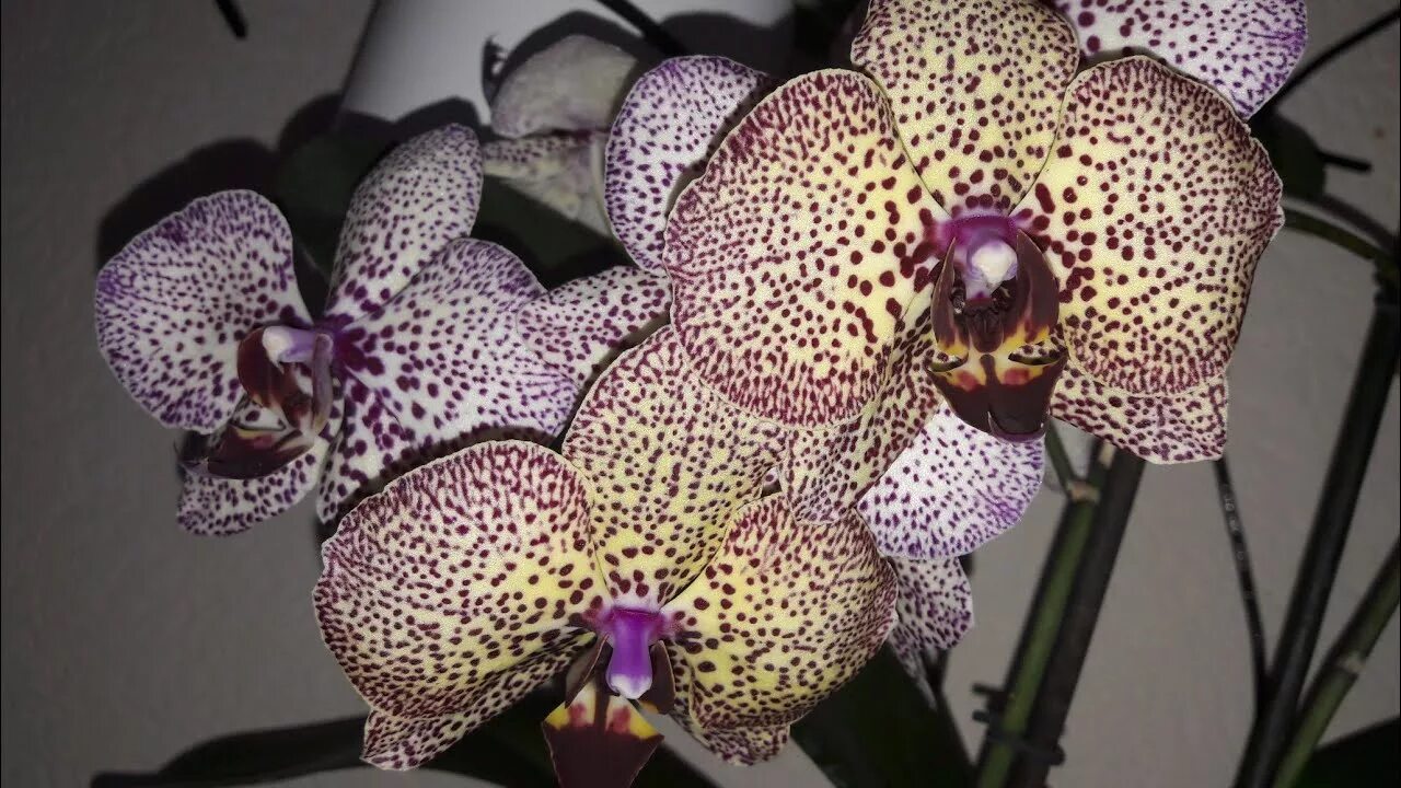 Орхидея мая. Фаленопсис майя. орхидея maya. мариам фаленопсис.