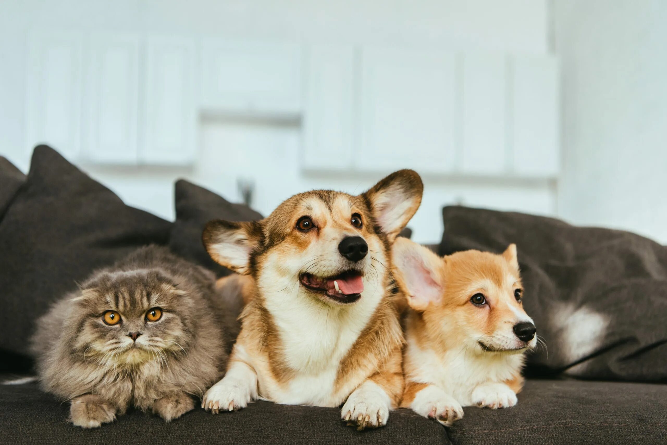 Фотографии кошек и собак. Кошка корги. Кошка корги порода. Домашние животные в доме. Корги и котенок.