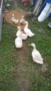 Черри утка описание отзывы