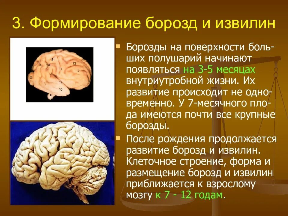 Возрастные изменения мозга. Извилины мозга. Мозг человека извилины и борозды. Количество борозд в головном мозге. Борозды и извилины коры больших полушарий.