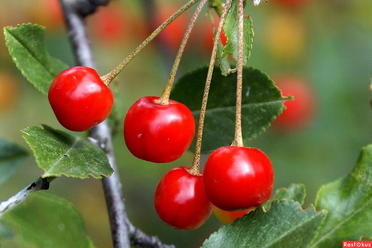 черешня в руках. бывший вишенки. черешня крупноплодная черная. бывший вишенки. картинки с вишней на заставку.