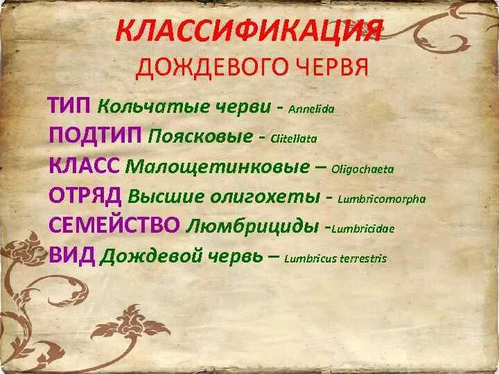 Положение на латыни. Классификация дождевого червя. Систематическое положение дождевого червя. Систематика червя. Дождевые черви систематика.