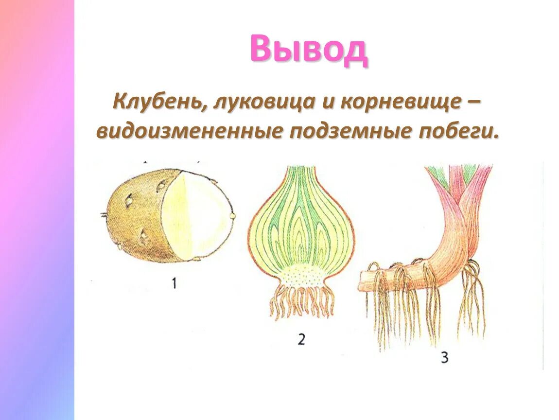 Капуста видоизмененный корень. Видоизменение подземных побегов 6 класс. Что такое корневище клубень и луковица биология. Видоизменения подземных побегов 6 класс биология. Видоизмененные побеги. Строение клубня. Строение луковицы.