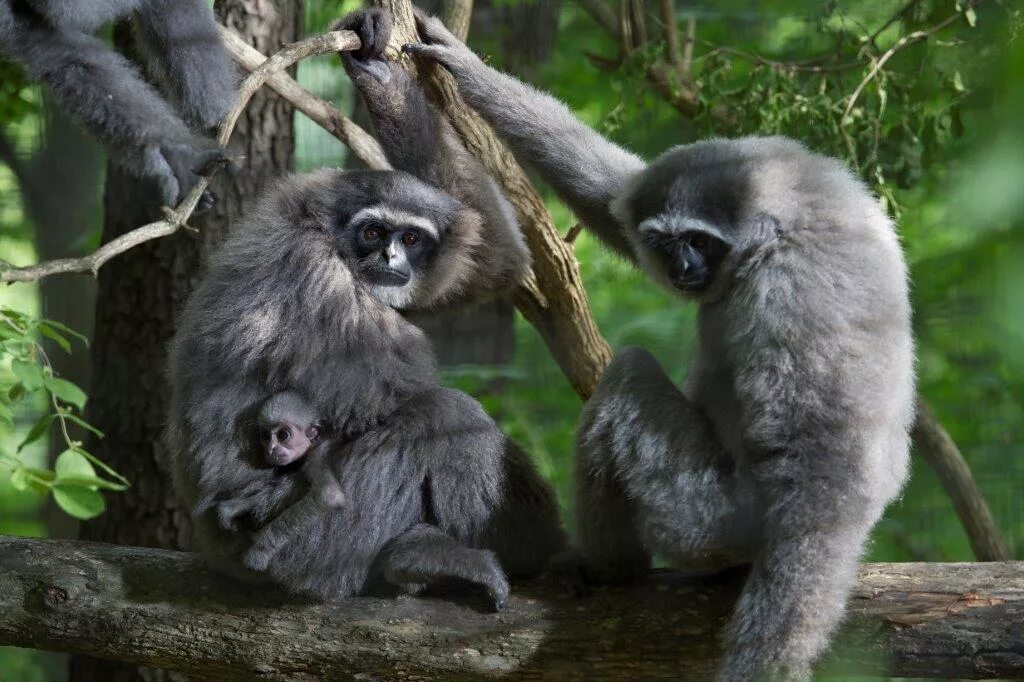 Орангутан на белом фоне. Обезьяна гиббон цена. Суматранский орангутан самец. Громогласный гиббон с острова суматра. Хайнаньский гиббон.