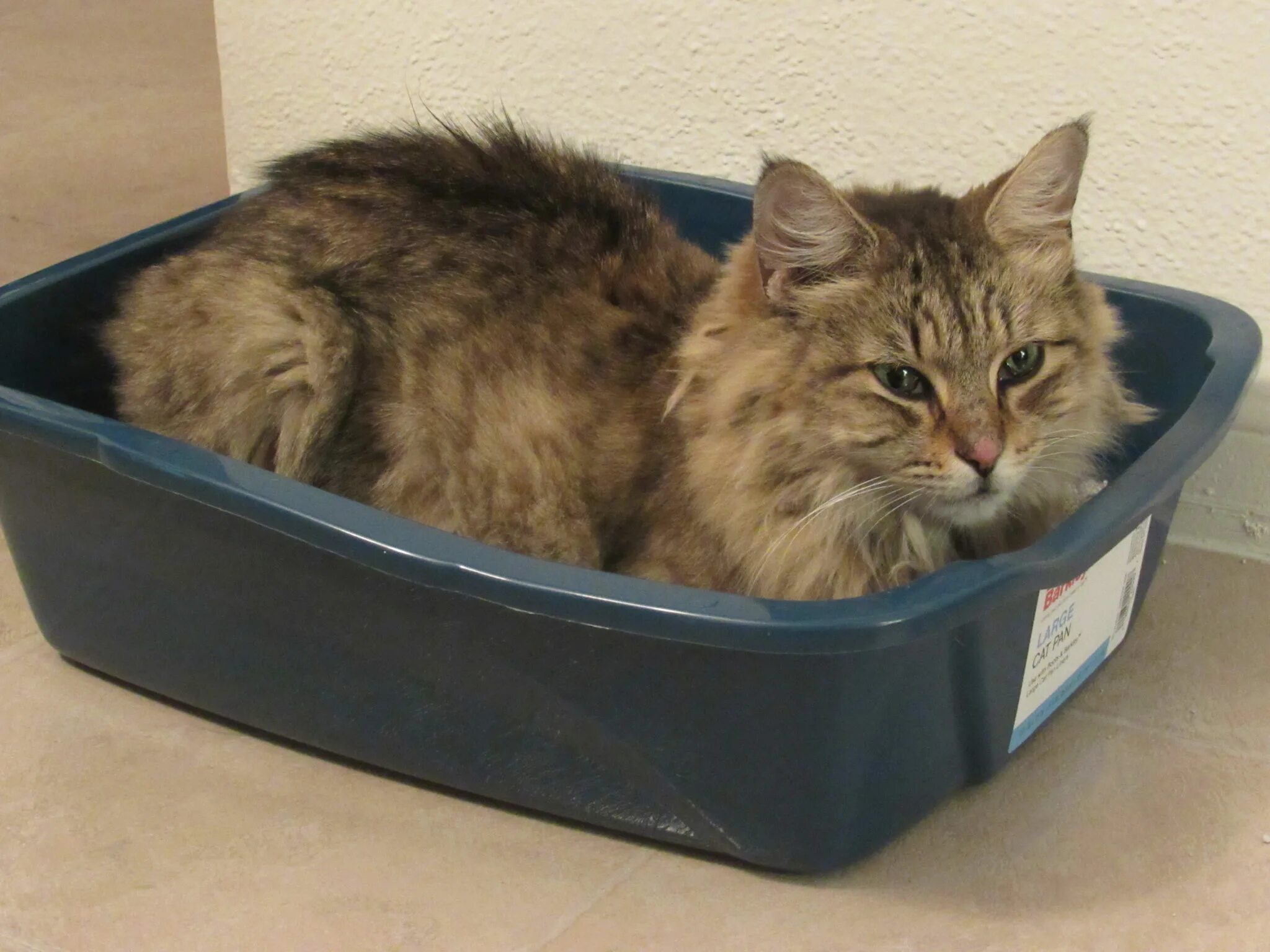 Почему кот ходит мимо. Cat litter box. лоток для кота. грязный лоток у кошки. котик в лотке.