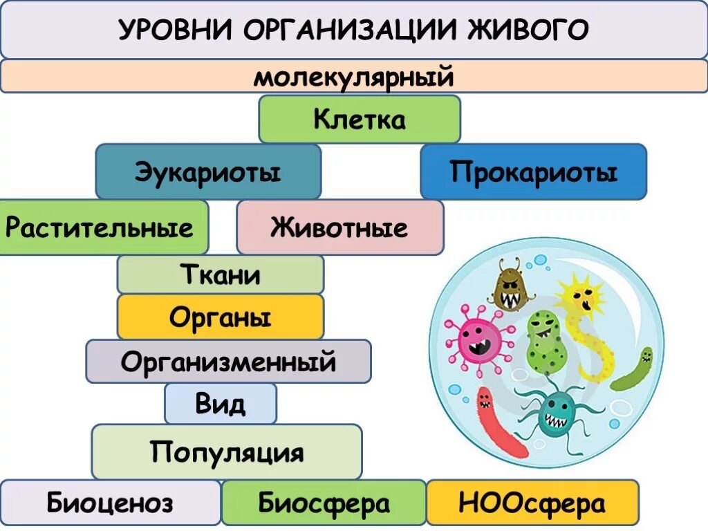 Условия организации живого. Уровни организации живого (молекулярный, клеточный, тканевой).. Уровни организации живого. Уровни организации живых организмов. Уровни организации животных.