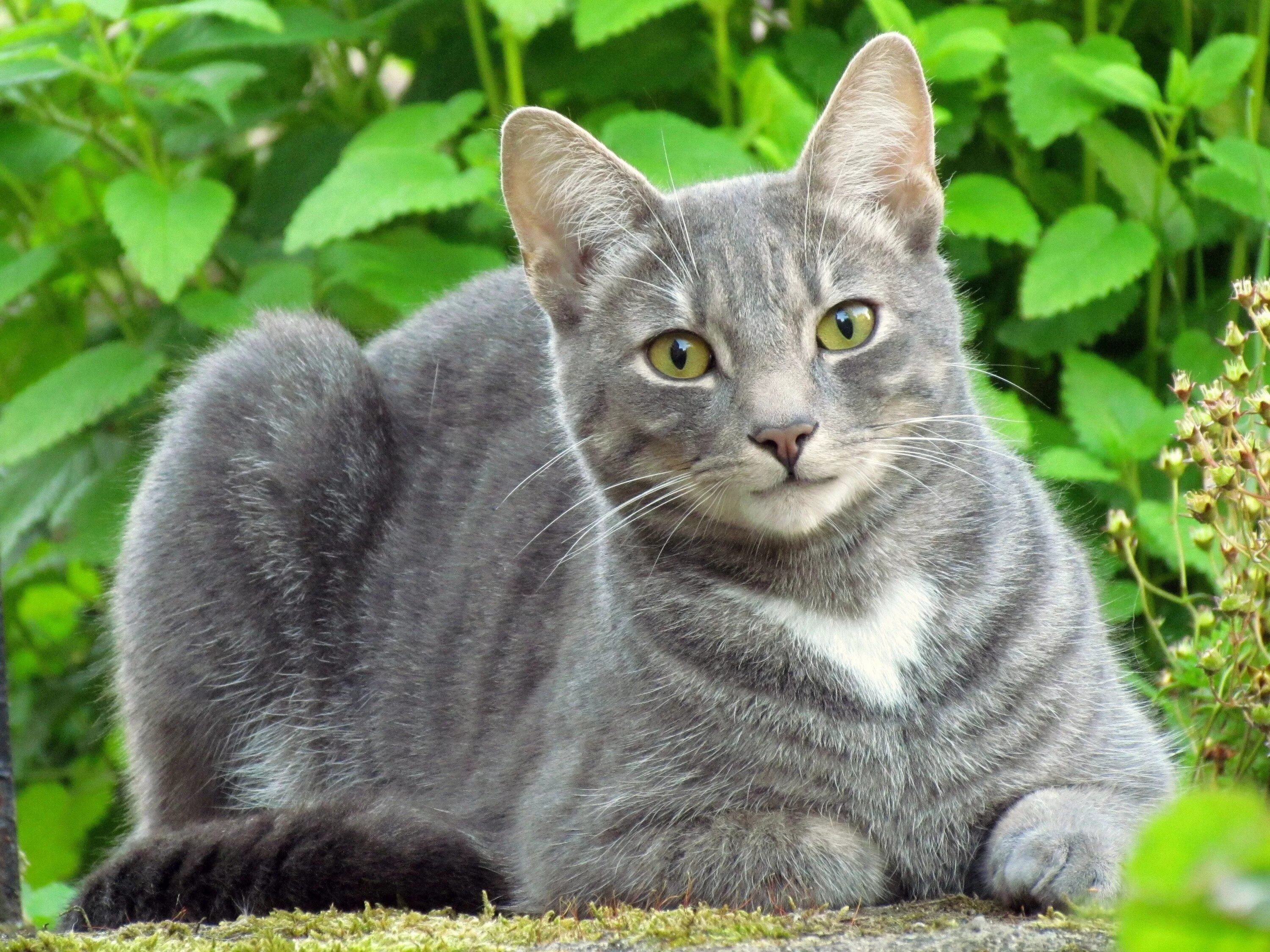 Picture me cats. Шартрез кот полосатый. Сибирский голубая кошка короткошерстная. Картезианская кошка шартрез. Британская короткошёрстная кошка шартрез.