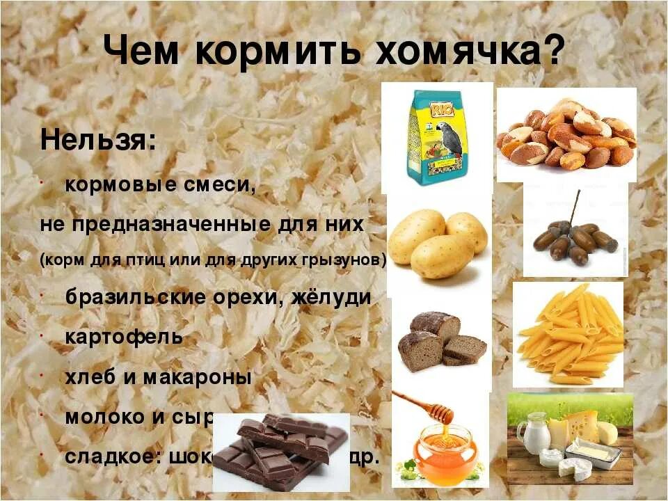 Можно ли давать джунгарским. Чем кормить хомяка. что можно давать хомякам. чтоможа давать хомикам. что моднотдавать хомяку.