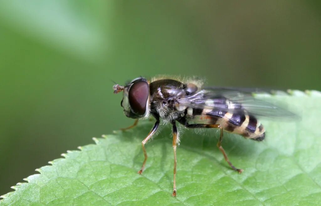 Слепни (tabanidae). Слепень златоглазик лесной. Слепень златоглазик лесной. Слепень златоглазка. Слепень златоглазка.
