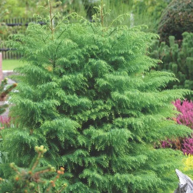 Fichier:20150517Blijdestein, Cryptomeria.JPG - Wikipédia