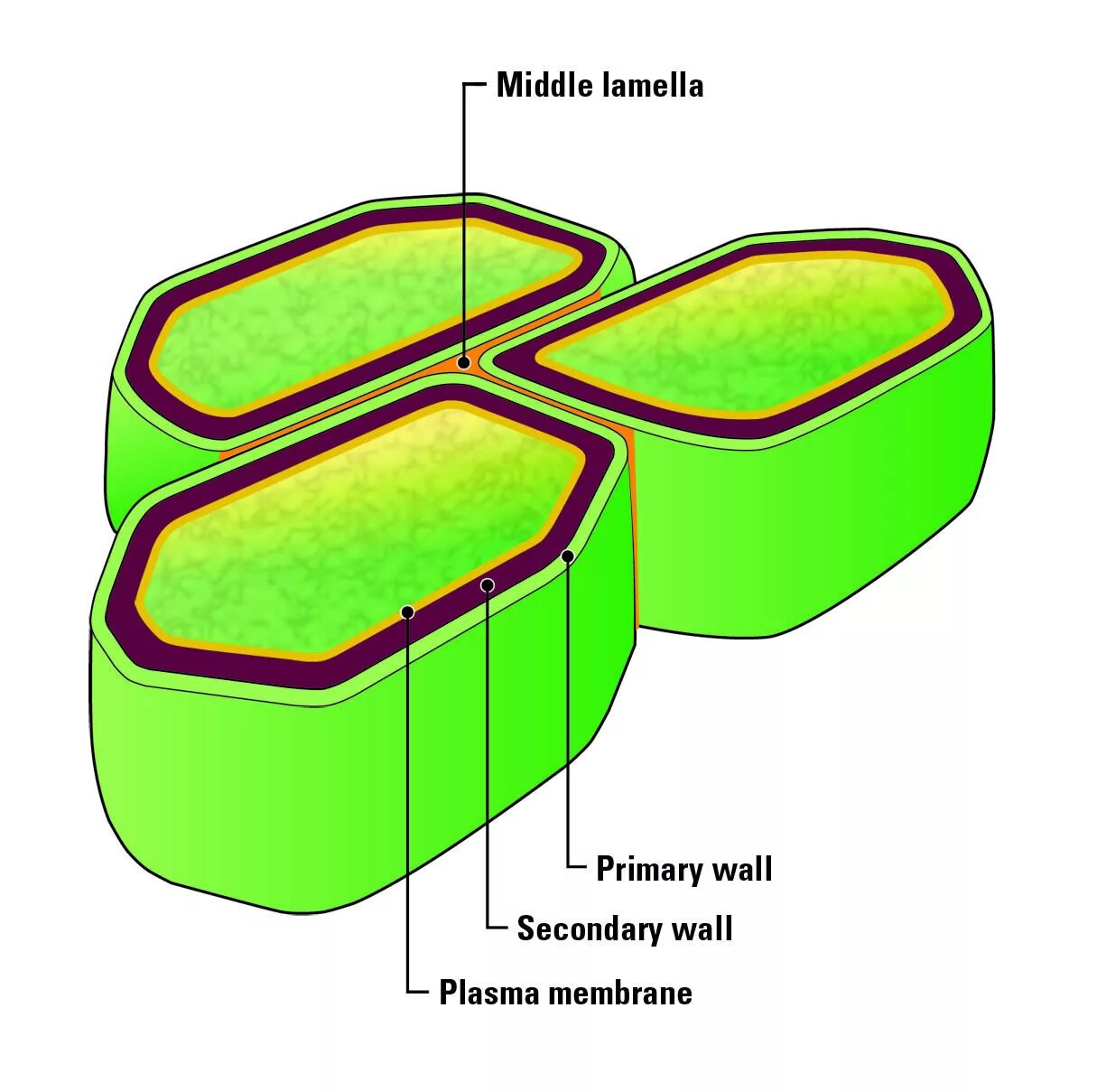 Клеточная стенка клетки растений. Строение вторичной клеточной стенки. Строение клеточной стенки растений. Целлюлозная клеточная стенка.