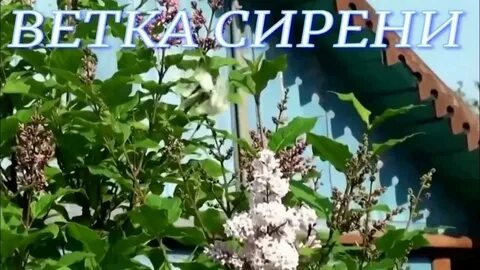 Песня белая ветка сирени слушать