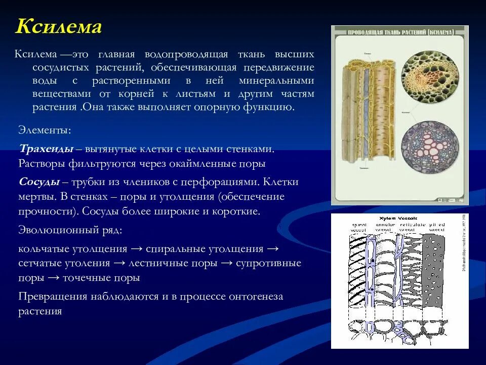 Какая ткань содержит сосуды