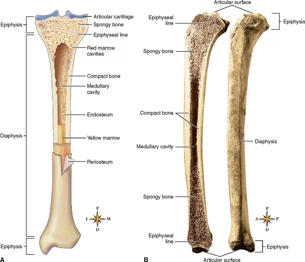 Long bone. Long femur Bone. Periosteum & endosteum. Кости анатомия. Endosteum анатомия.