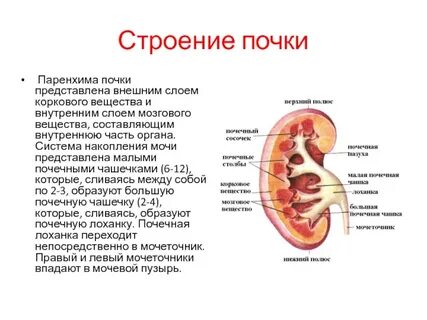 Размеры чашечно лоханочной системы почек