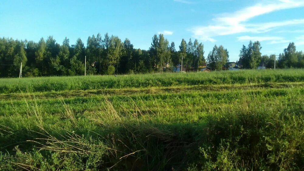 Деревня Свистуха Дмитровского района. Дмитровский район Московской области Свистуха. Земельный участок 12 соток. 16 Соток. Купить землю в дмитровском