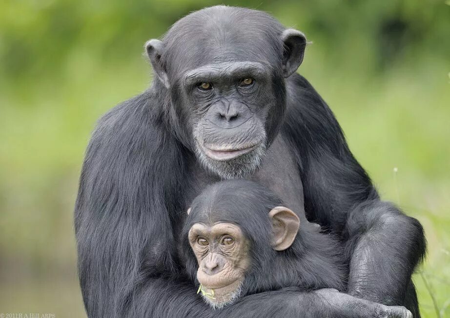 Самая человекообразная обезьяна. Бонобо обезьяна. Шимпанзе. Человекообразные обезьяны. Человекоподобные обезьяны.