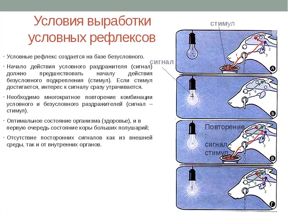 Примеры условных рефлексов у млекопитающих. Схема условного рефлекса Павлова. Собака Павлова условный рефлекс. Опыты Павлова на собаках условный рефлекс. Условные и безусловные рефлексы собака Павлова.