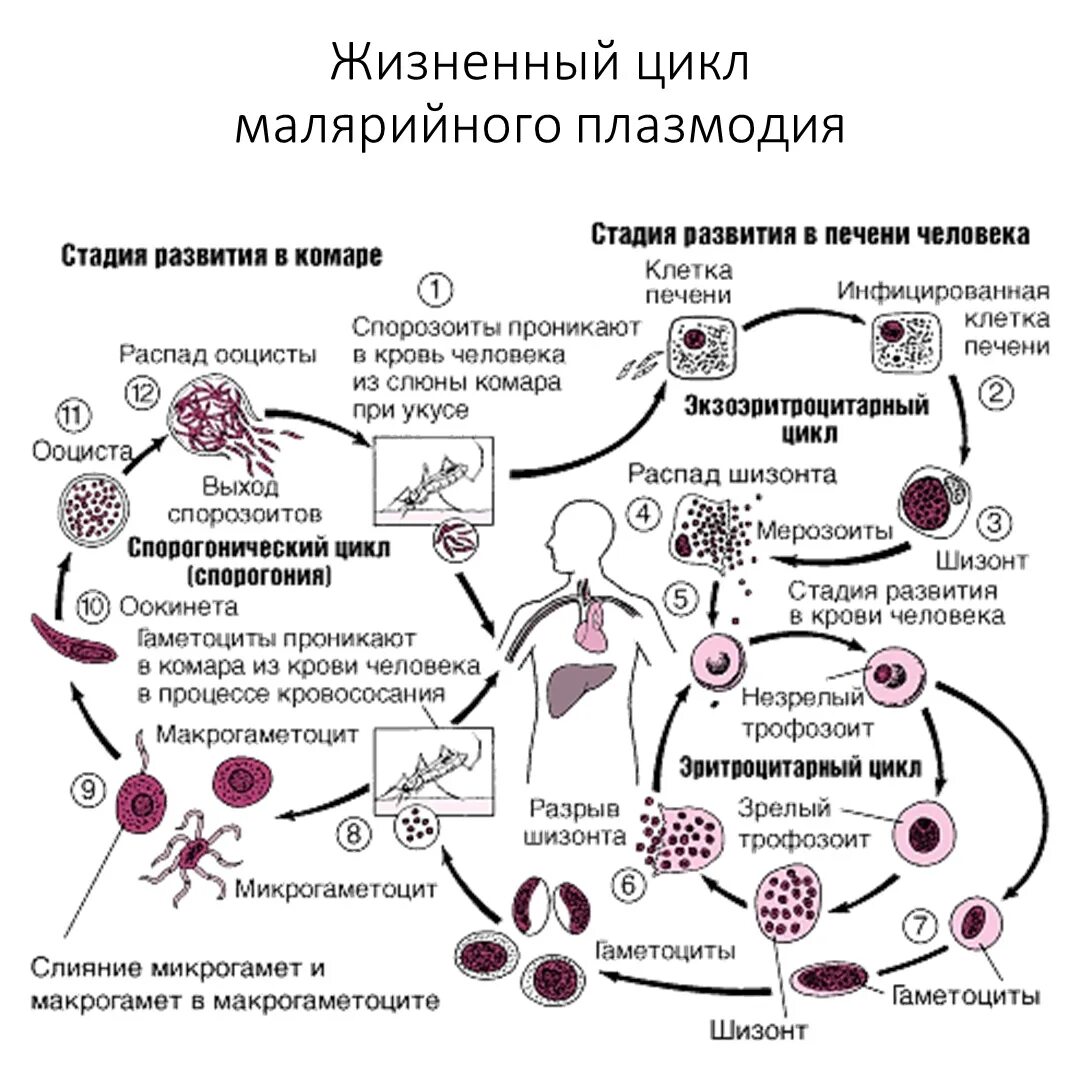 Уровень паразитемии при тропической малярии неблагоприятный. Цикл малярийного плазмодия схема. Жизненный цикл малярийного плазмодия схема. Стадии жизненного цикла малярийного плазмодия. Цикл развития малярийного плазмодия схема.