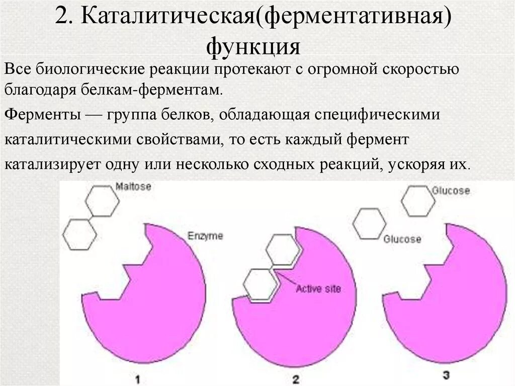 Ферменты белков примеры. Каталитическая функция белков схема. Каталитическая ферментативная функция белка. Ферментативно каталитическая функция белков. Ферментативная функция белков.