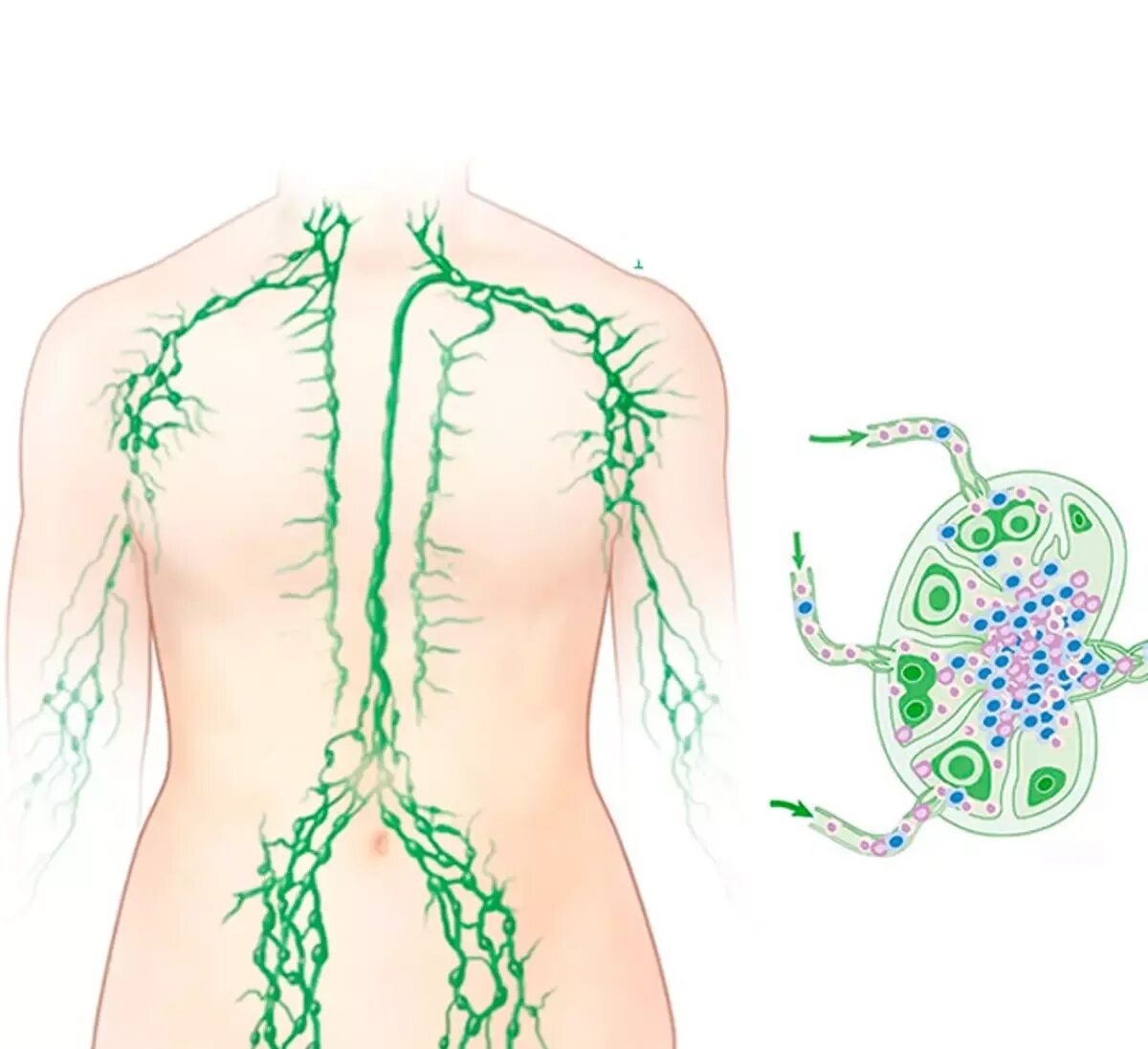Лимфоузел после массажа. Лимфатическая система лимфоузлы. Лимфоузлылимфотическая система. Лимфатическая система человека спина. Периферические лимфатические узлы схема.