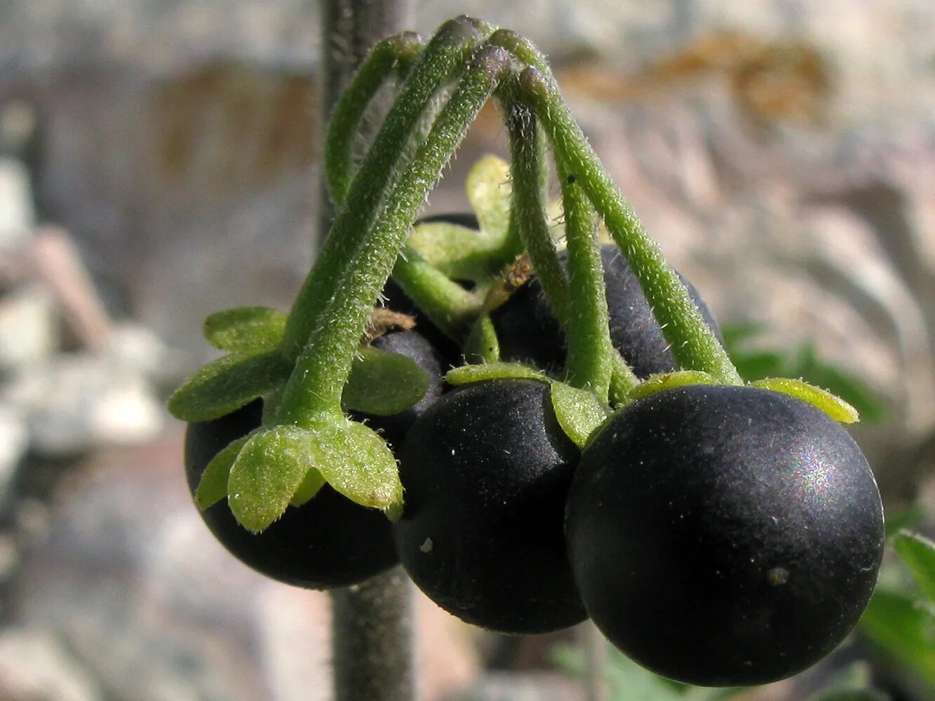 Бзника ягода. Паслен санберри. Паслен черный (Solanum nigrum). Паслен Сараха. Санберри ягода.