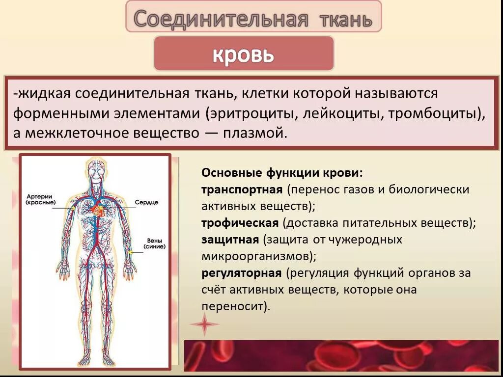 Жидкая соединительная ткань строение и функции. Жидкая соединительная ткань строение. Особенности строения соединительной ткани кровь человека. Соединительная ткань кровь особенности строения.