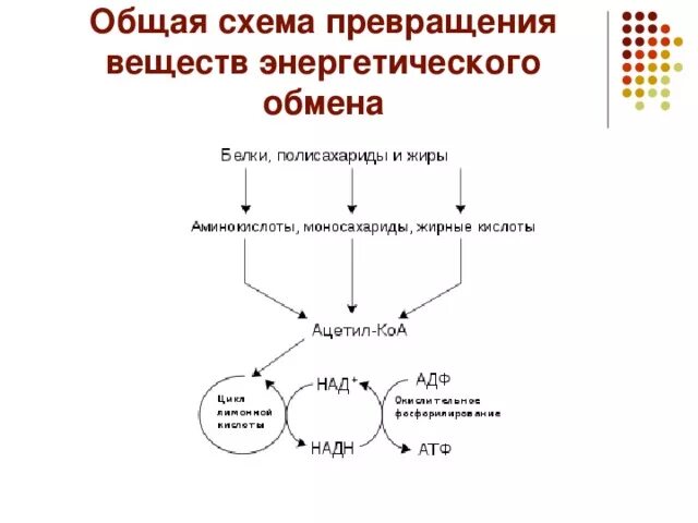 Схема процессов энергетического обмена. Этапы энергетического обмена схема. Этапы метаболизма схема. Этапы энергетического обмена веществ в организме человека. Последовательность этапов атф