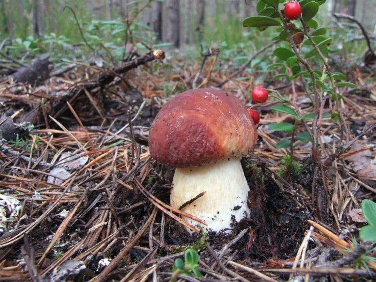 агроцибе тополиный опенок. гриб колосовик. боровик зеленый. грибы в кузнецке. собранные грибы.