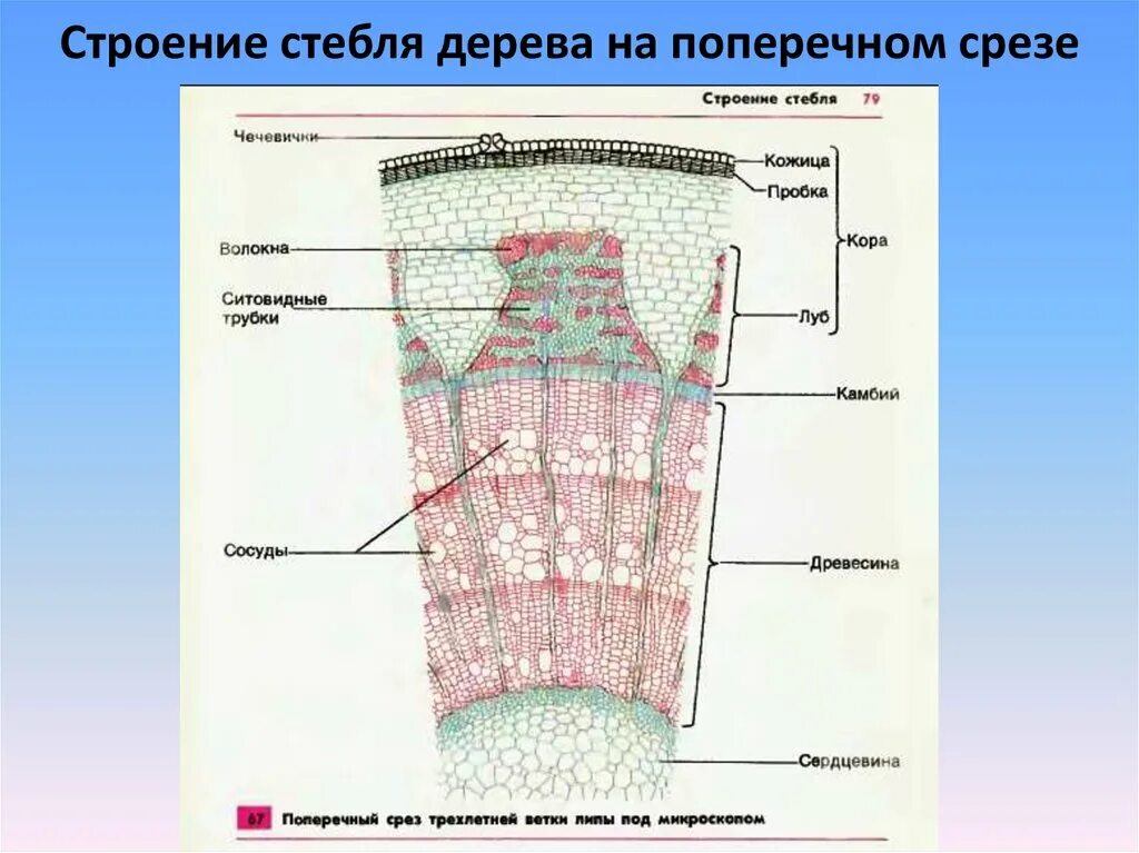 Какую функцию сердцевина многолетнего стебля у растений. Строение стебля липы поперечный срез. строение стебля дерева на поперечном срезе. строение поперечного среза ветки липы. поперечный срез трехлетнего стебля липы.