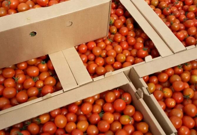 Azerbaijan sharply increases tomato export to