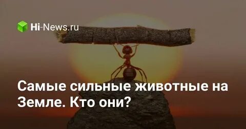 Самое большое и сильное животное