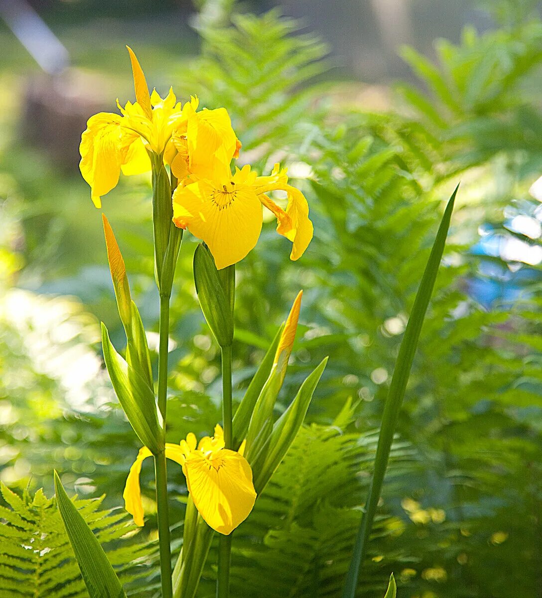 Ирис болотный фото. Ирис болотный (аировидный). Ирис болотный аировидный желтый. Ирис ложноаировый, желтый. Ирис болотный (Iris pseudacorus `Flore Plena`).